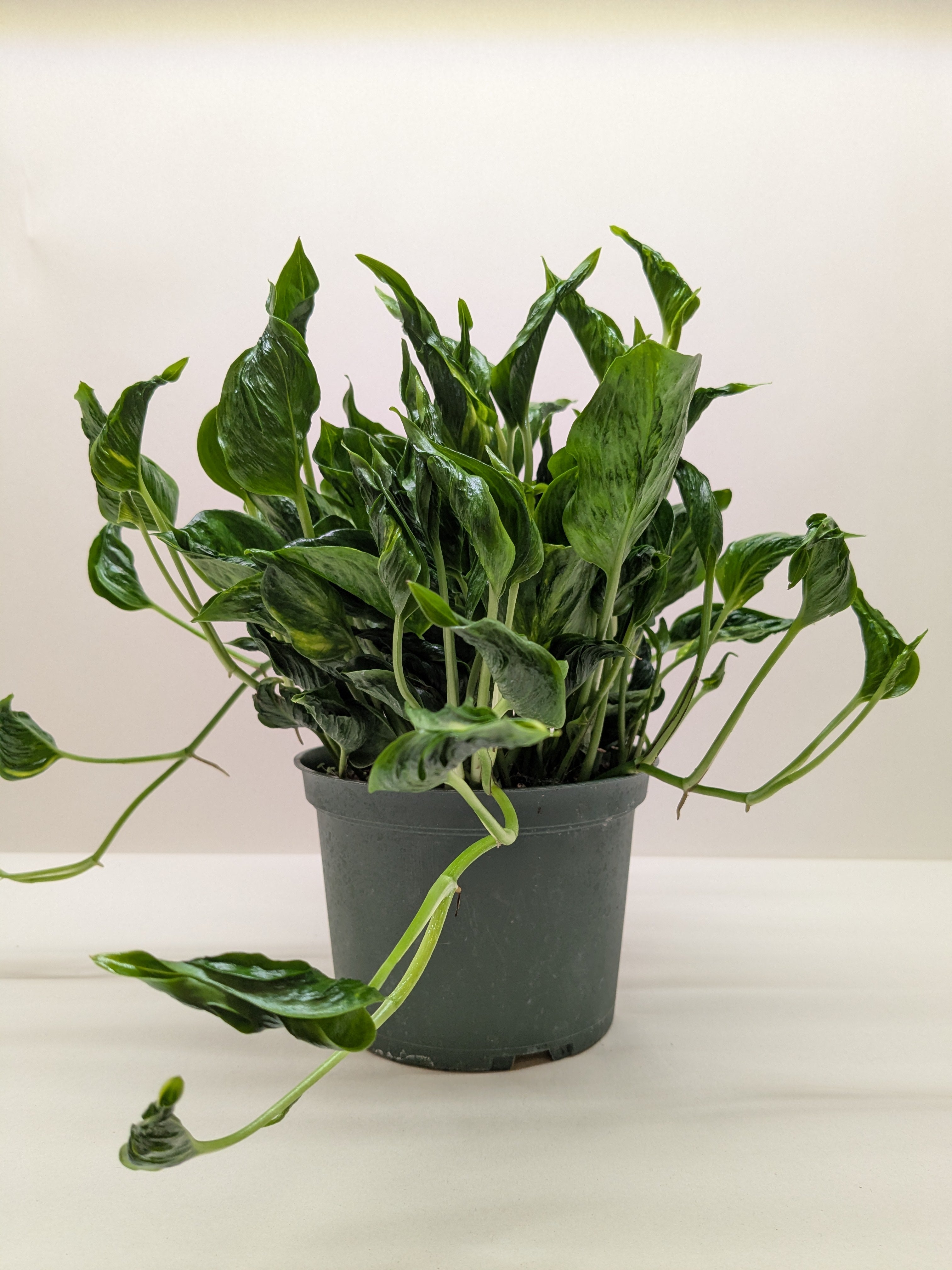 Pothos 'Shangri La' - photo 4
