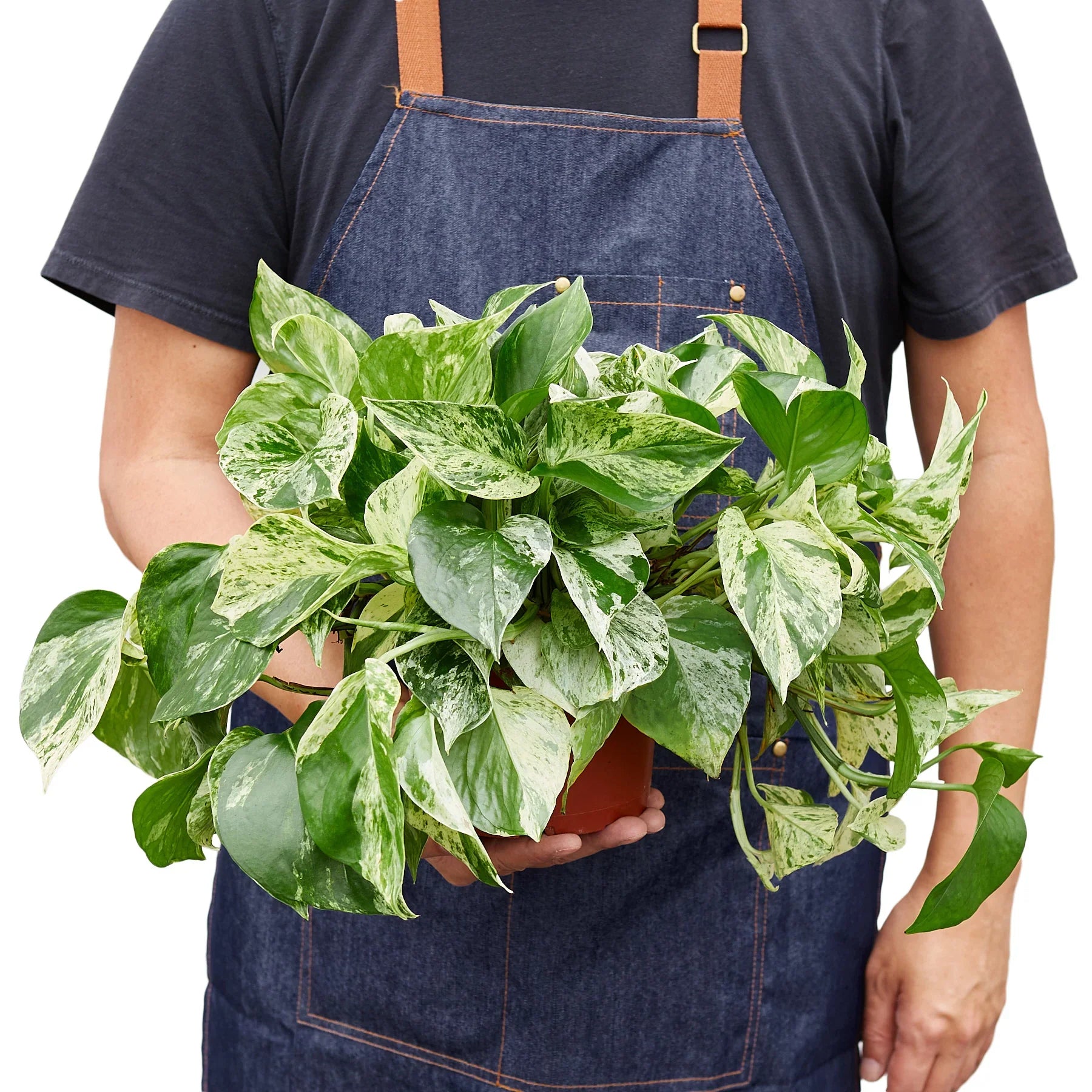 Pothos 'Marble Queen' - photo 6