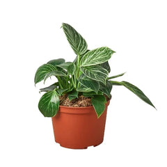 Philodendron 'Birkin' - photo 3