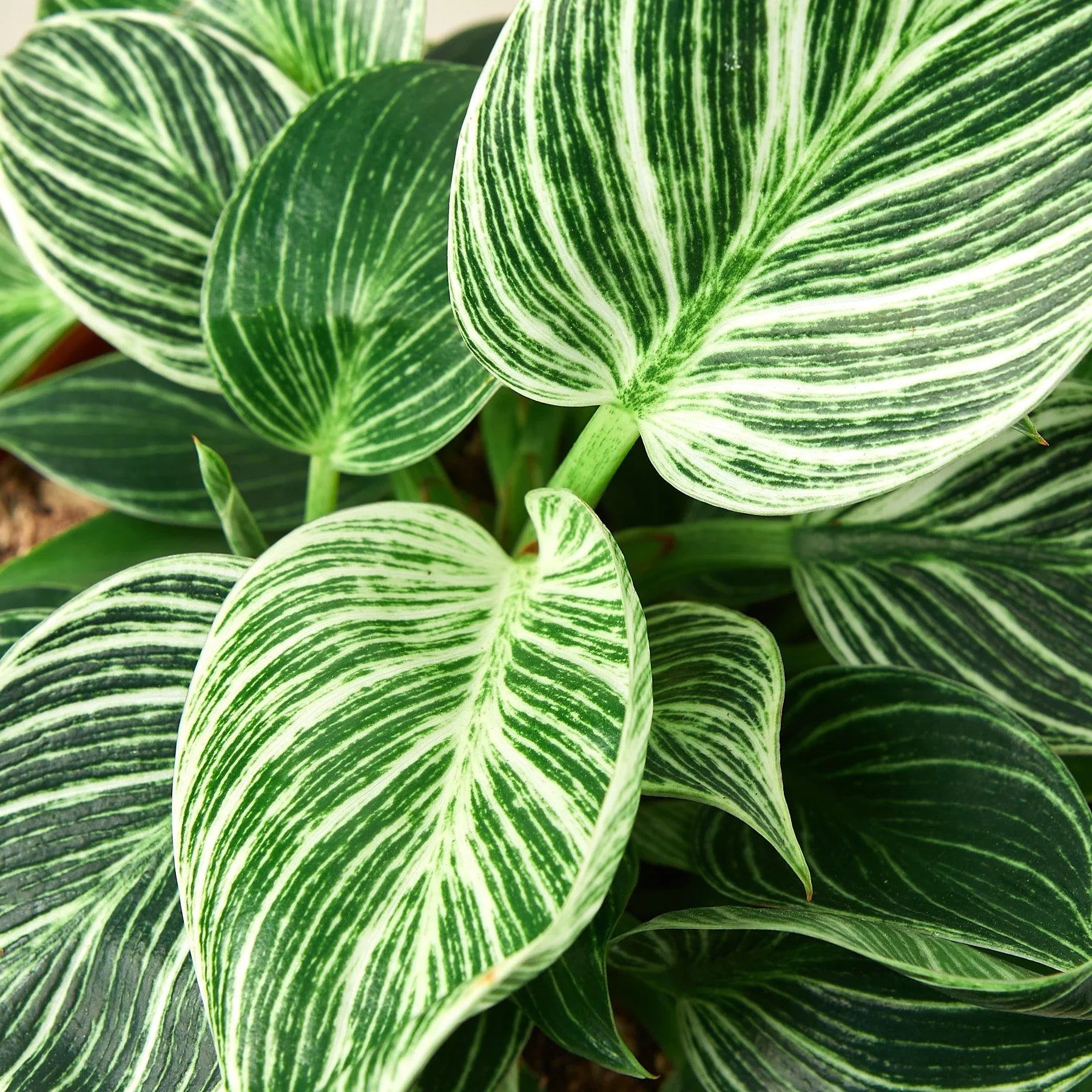 Philodendron 'Birkin' - photo 4