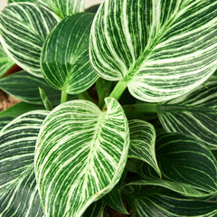 Philodendron 'Birkin' - photo 4