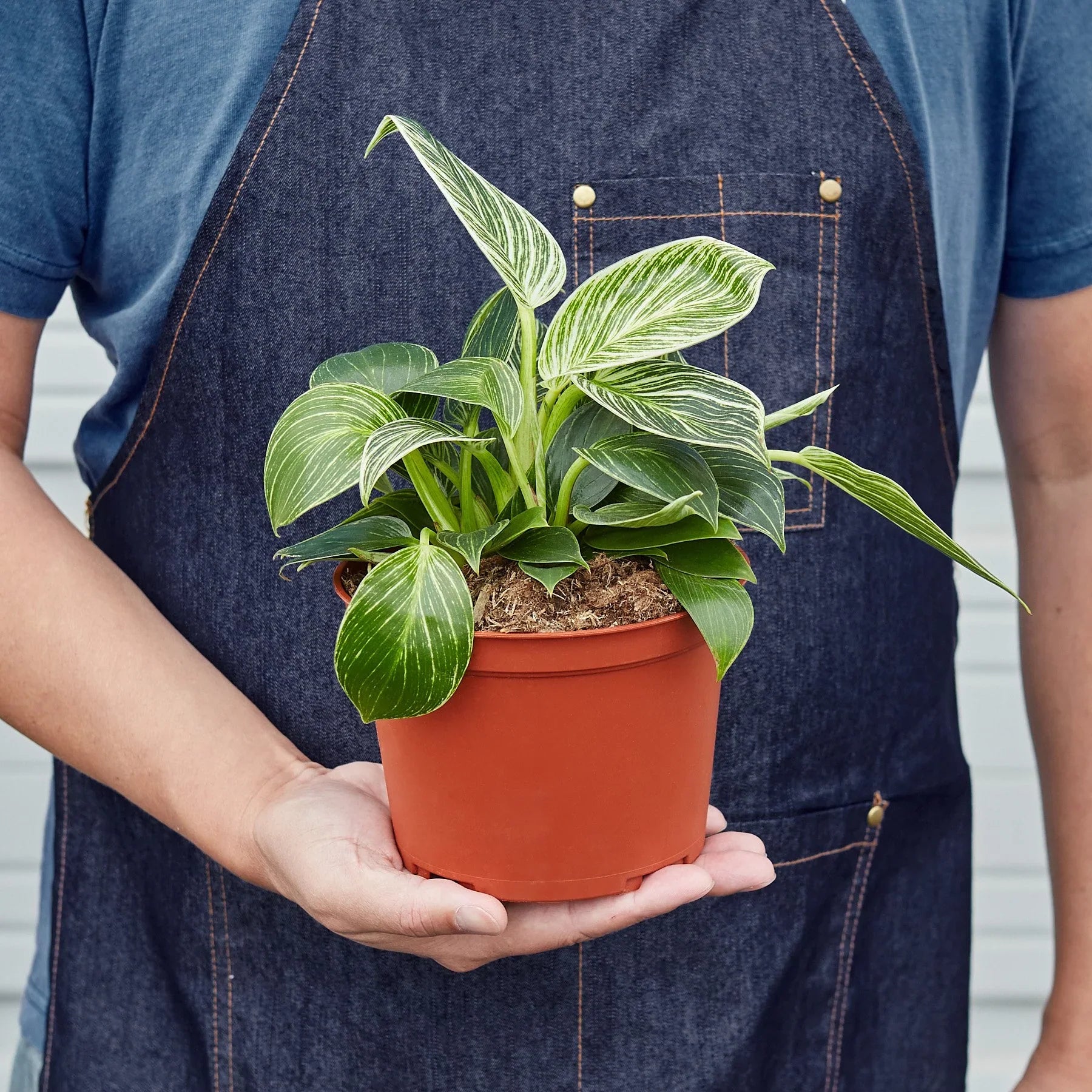 Philodendron 'Birkin' - photo 5