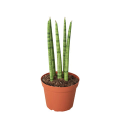 Snake Plant Cylindrica - photo 4