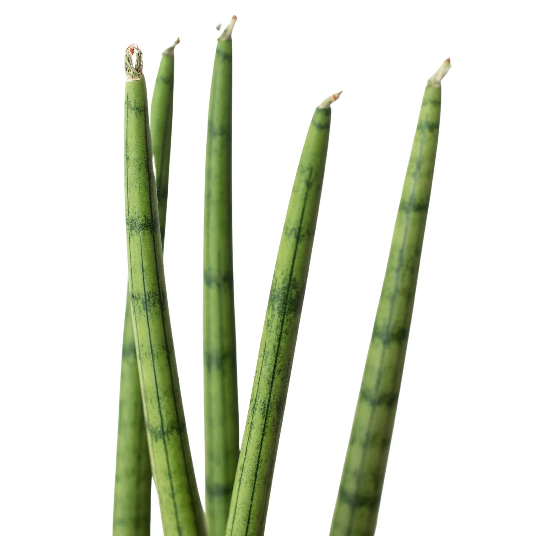 Snake Plant Cylindrica - photo 5