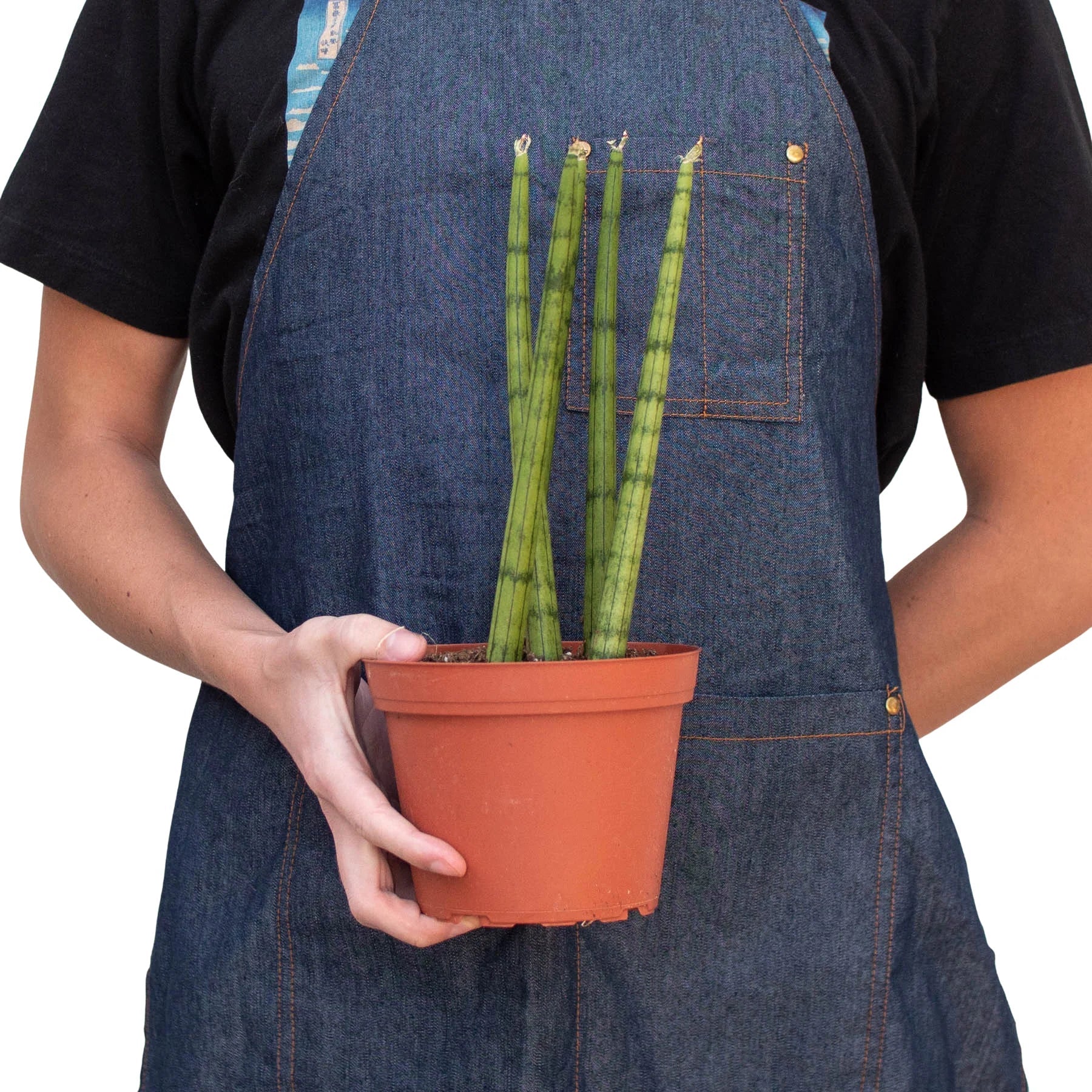 Snake Plant Cylindrica - photo 3