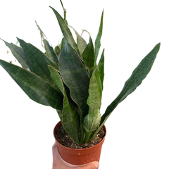 Snake Plant 'Jaboa'