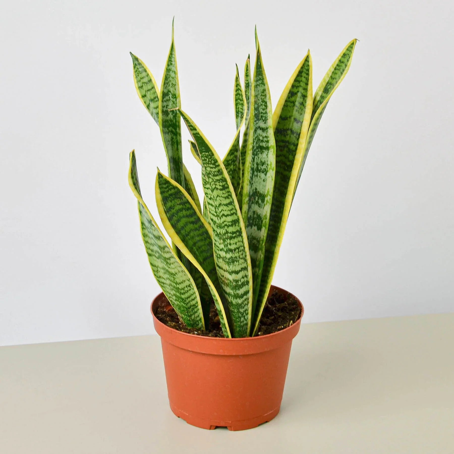 Snake Plant Laurentii - photo 3