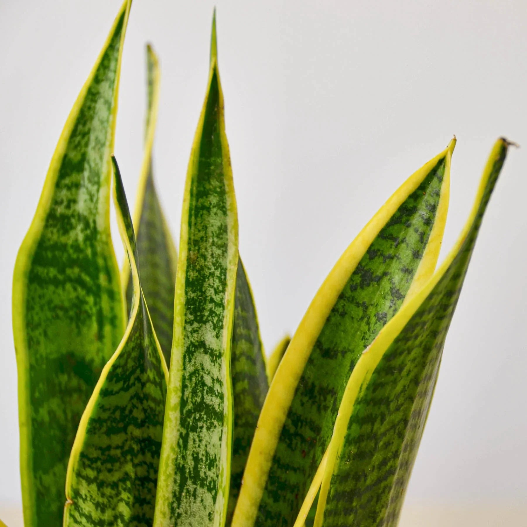 Snake Plant Laurentii - photo 4