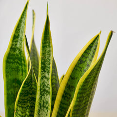 Snake Plant Laurentii - photo 4