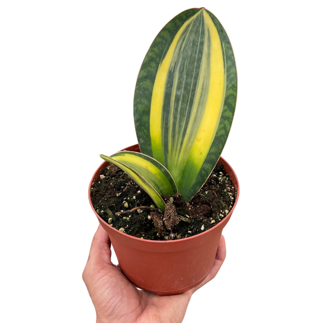 Variegated Trio - 3 Live Houseplants