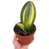 Variegated Trio - 3 Live Houseplants