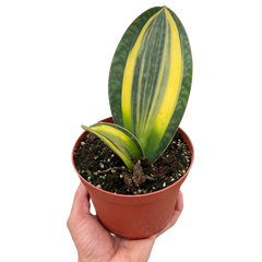 Variegated Trio - 3 Live Houseplants