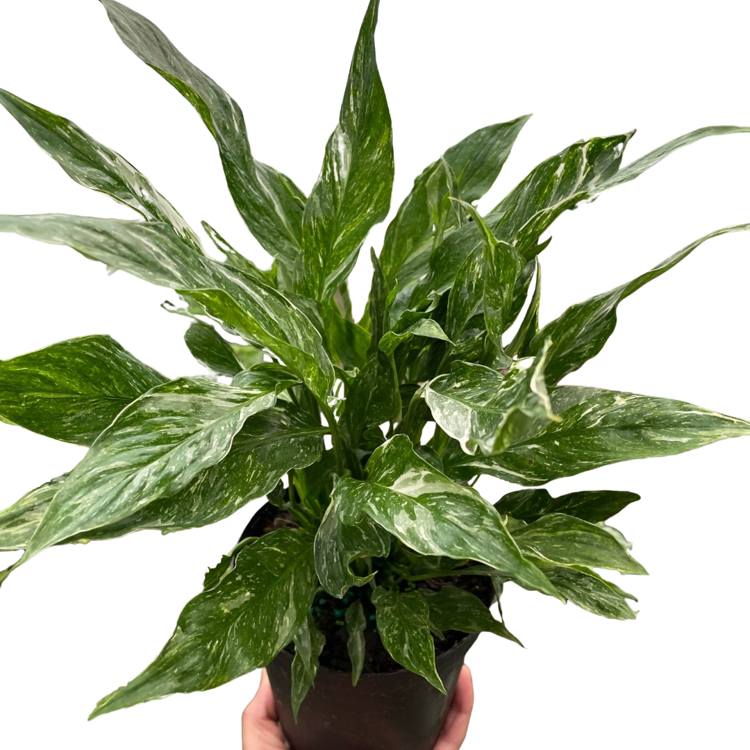 Variegated Spathiphyllum 'Domino' live houseplant