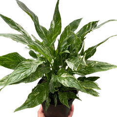 Variegated Spathiphyllum 'Domino' live houseplant