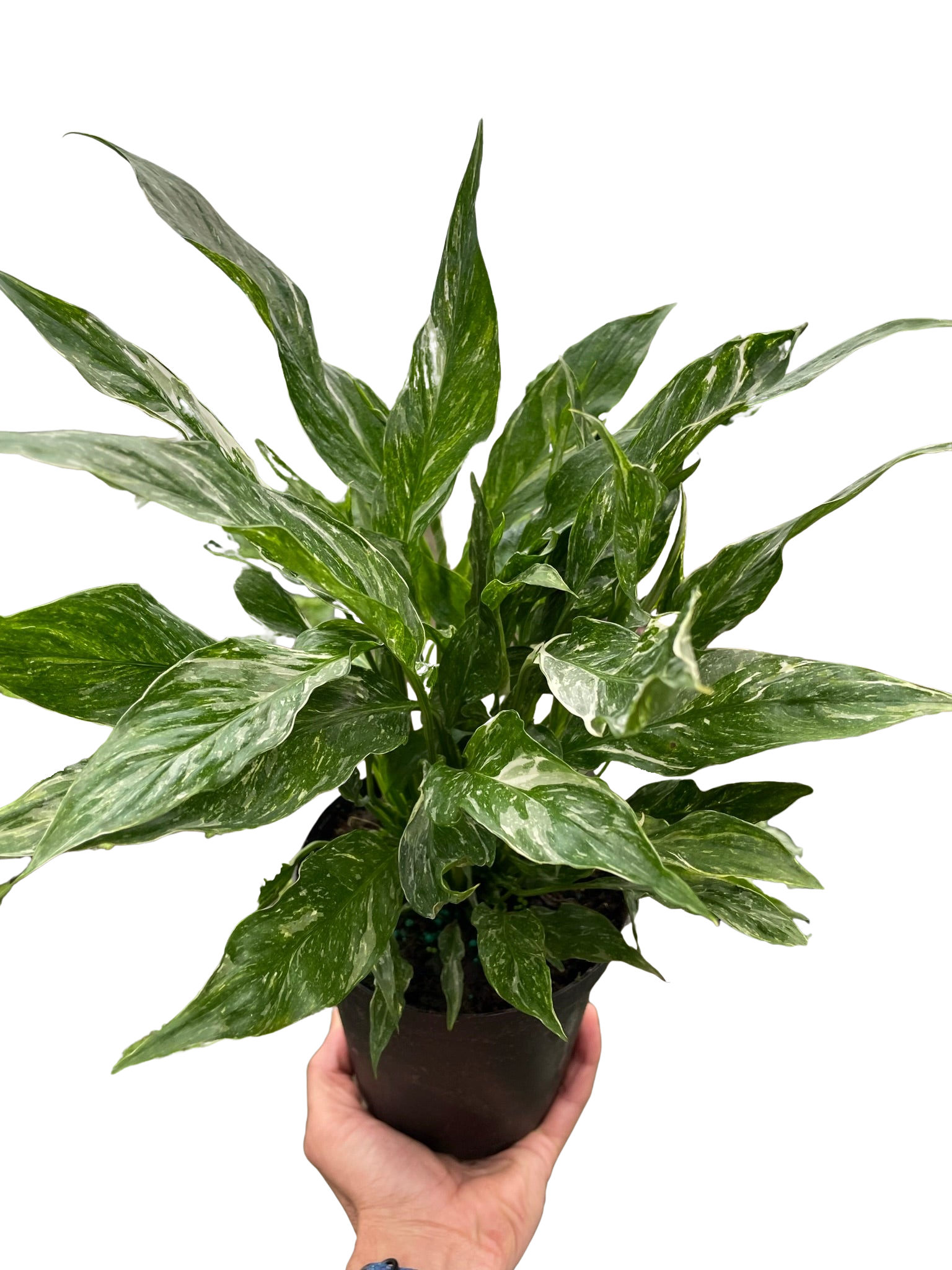 Variegated Spathiphyllum 'Domino' - photo 5
