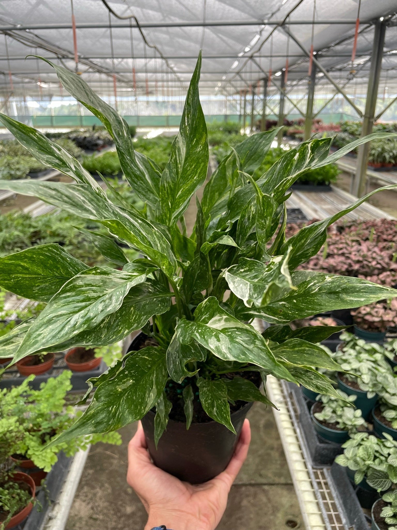 Variegated Spathiphyllum 'Domino' - photo 2