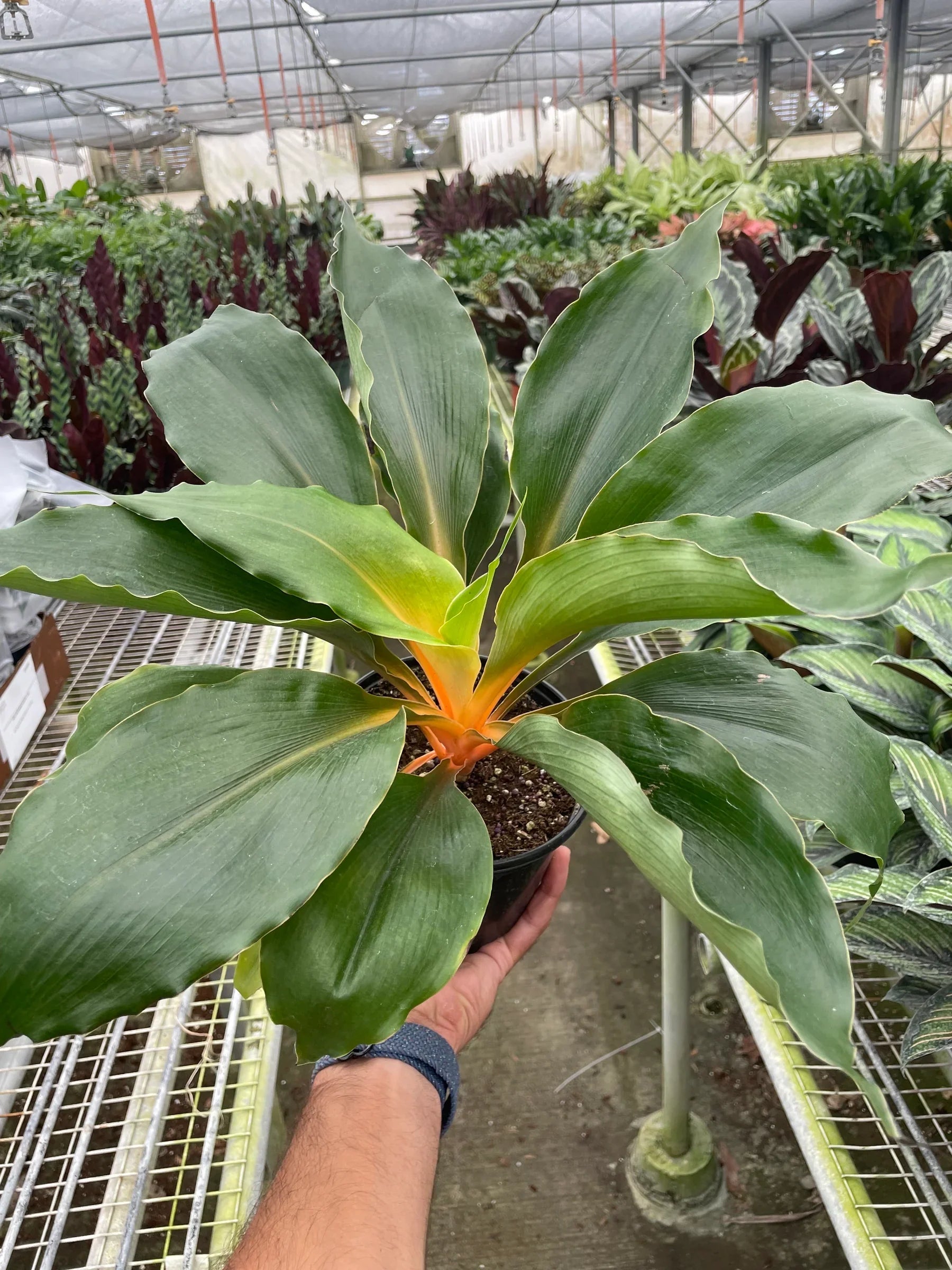 Spider Plant 'Fire Flash' - photo 4