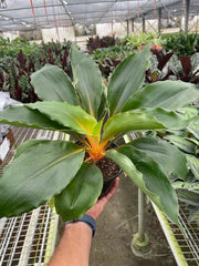 Spider Plant 'Fire Flash' - photo 4