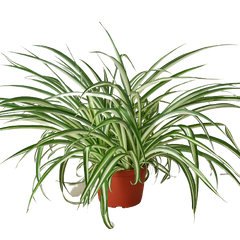 Spider Plant Reverse - 6" Pot - NURSERY POT ONLY