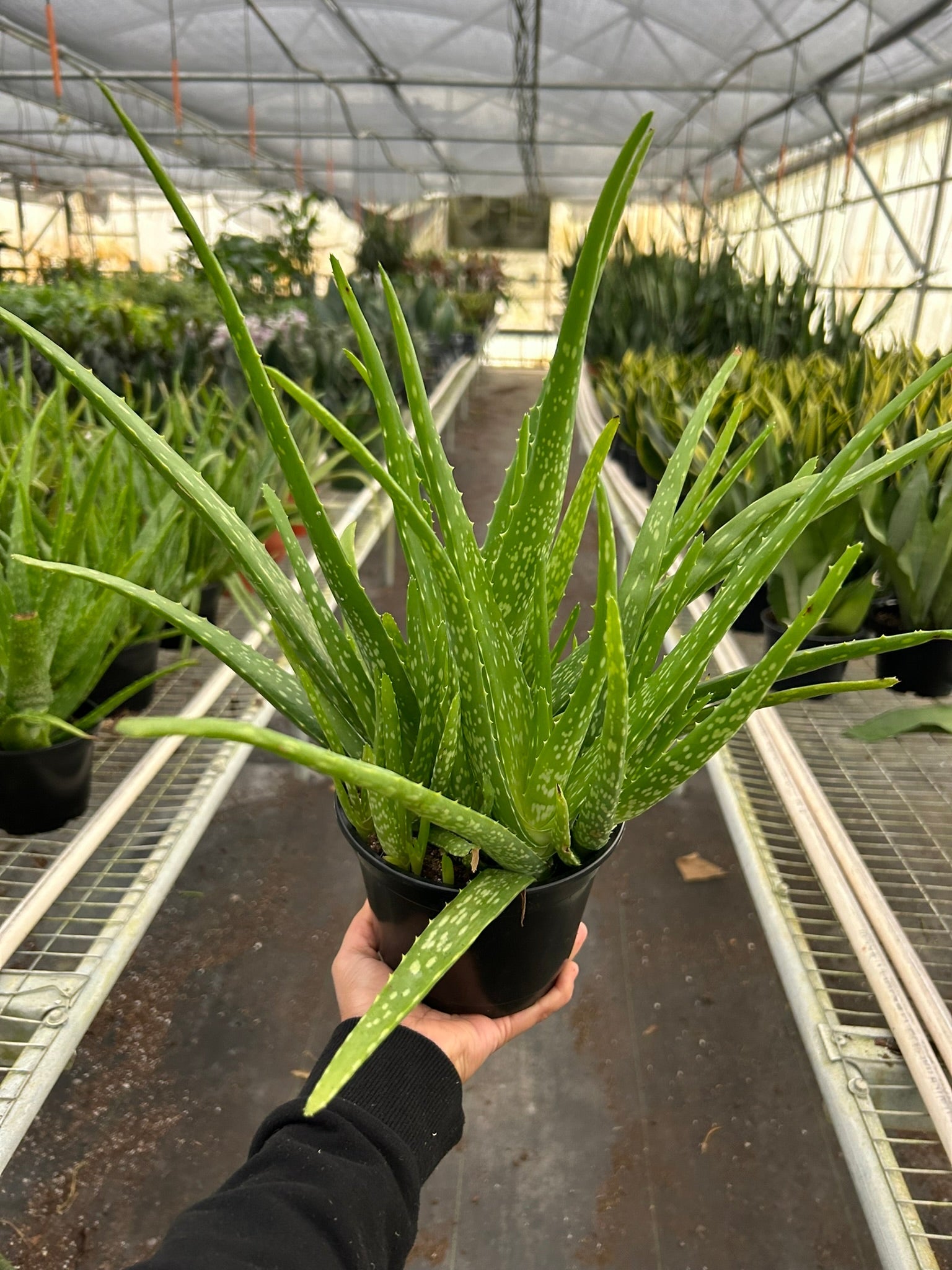 Aloe Vera - photo 7
