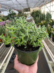 Delosperma echinatum 'Pickle Plant' - photo 4