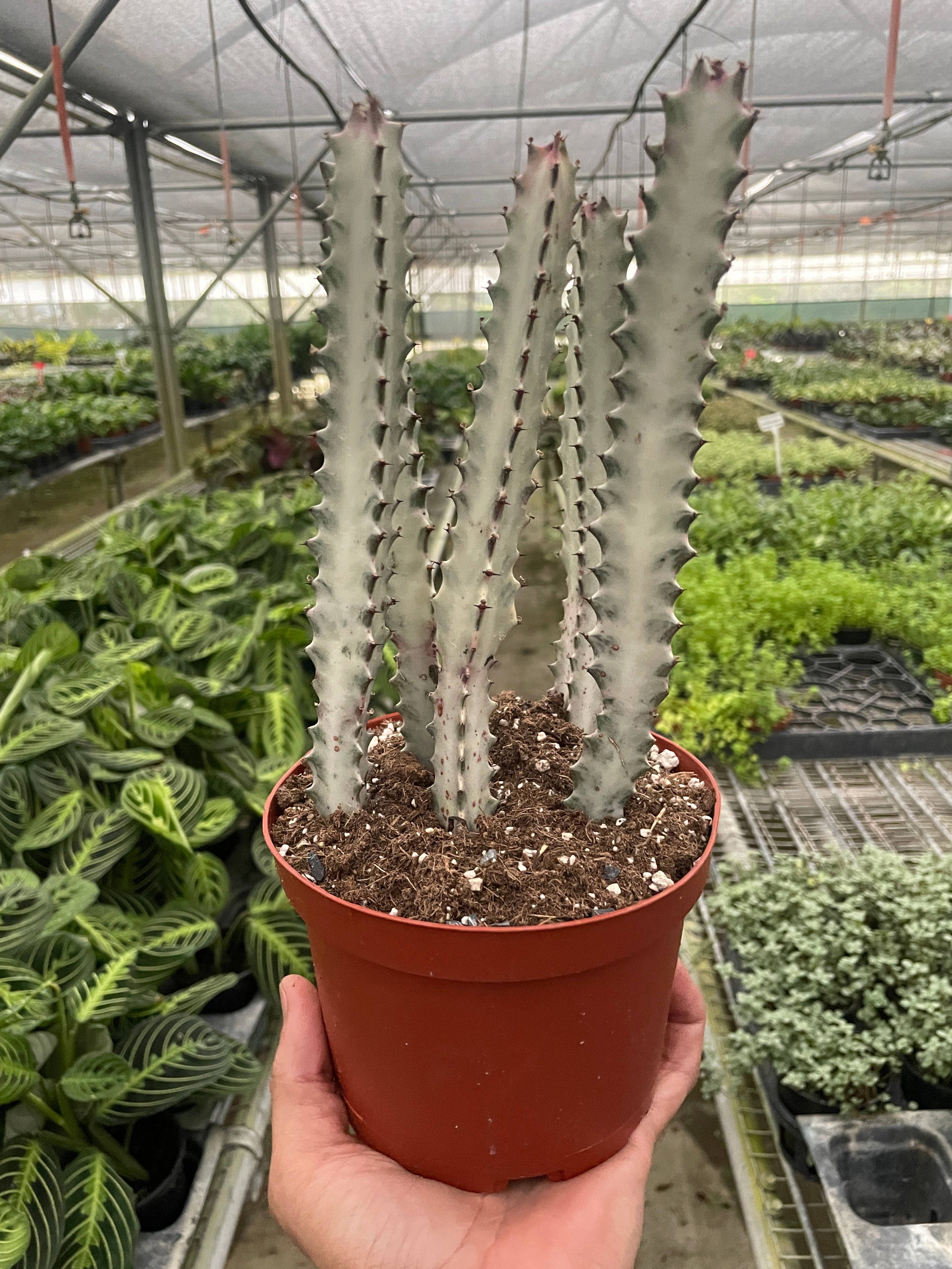Succulent Euphorbia 'Dragon Bone' - photo 4