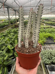 Succulent Euphorbia 'Dragon Bone' - photo 4