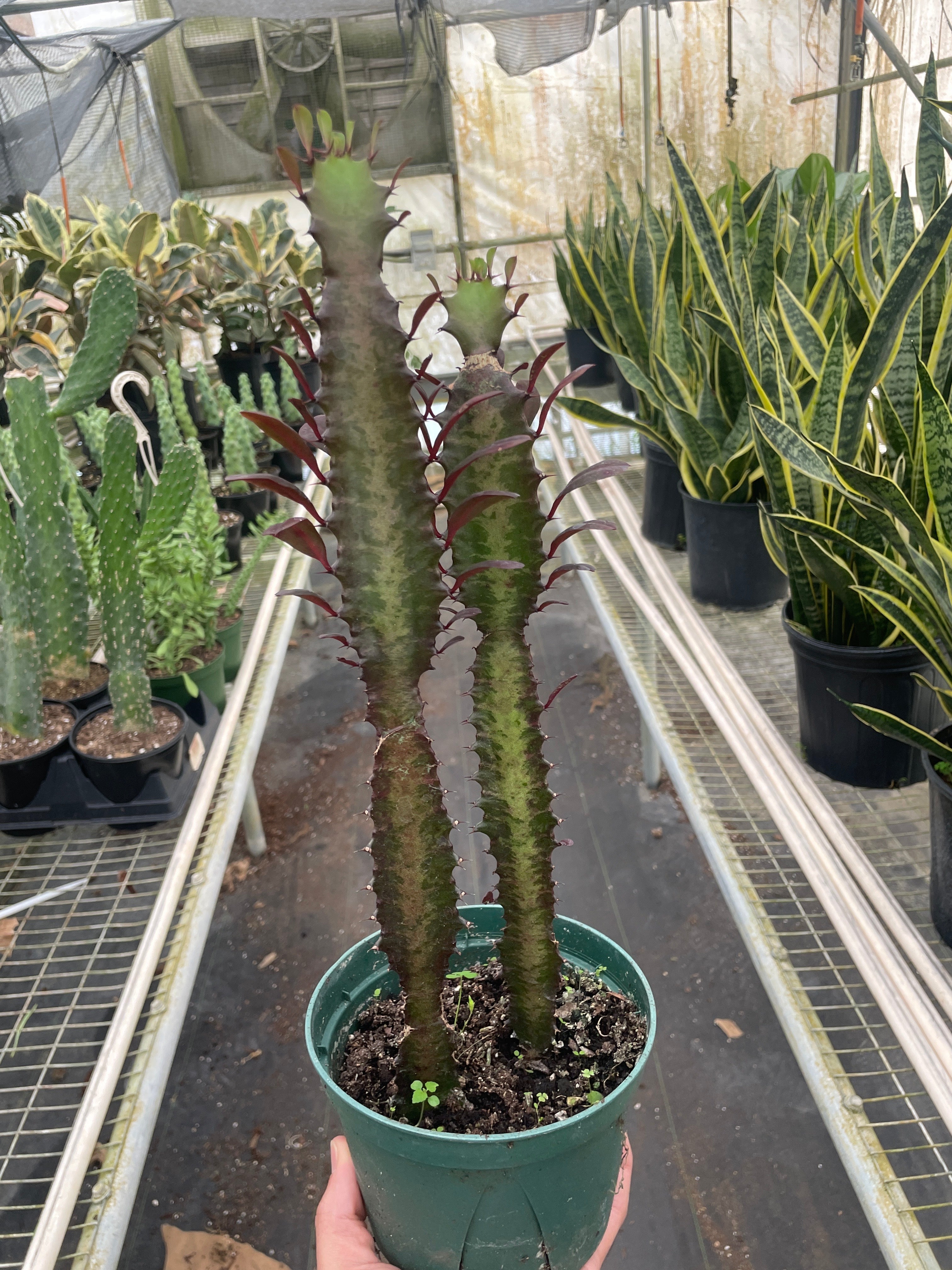 Succulent Euphorbia 'Trigona Rubra' - photo 4