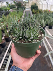Zebra Succulent - photo 3