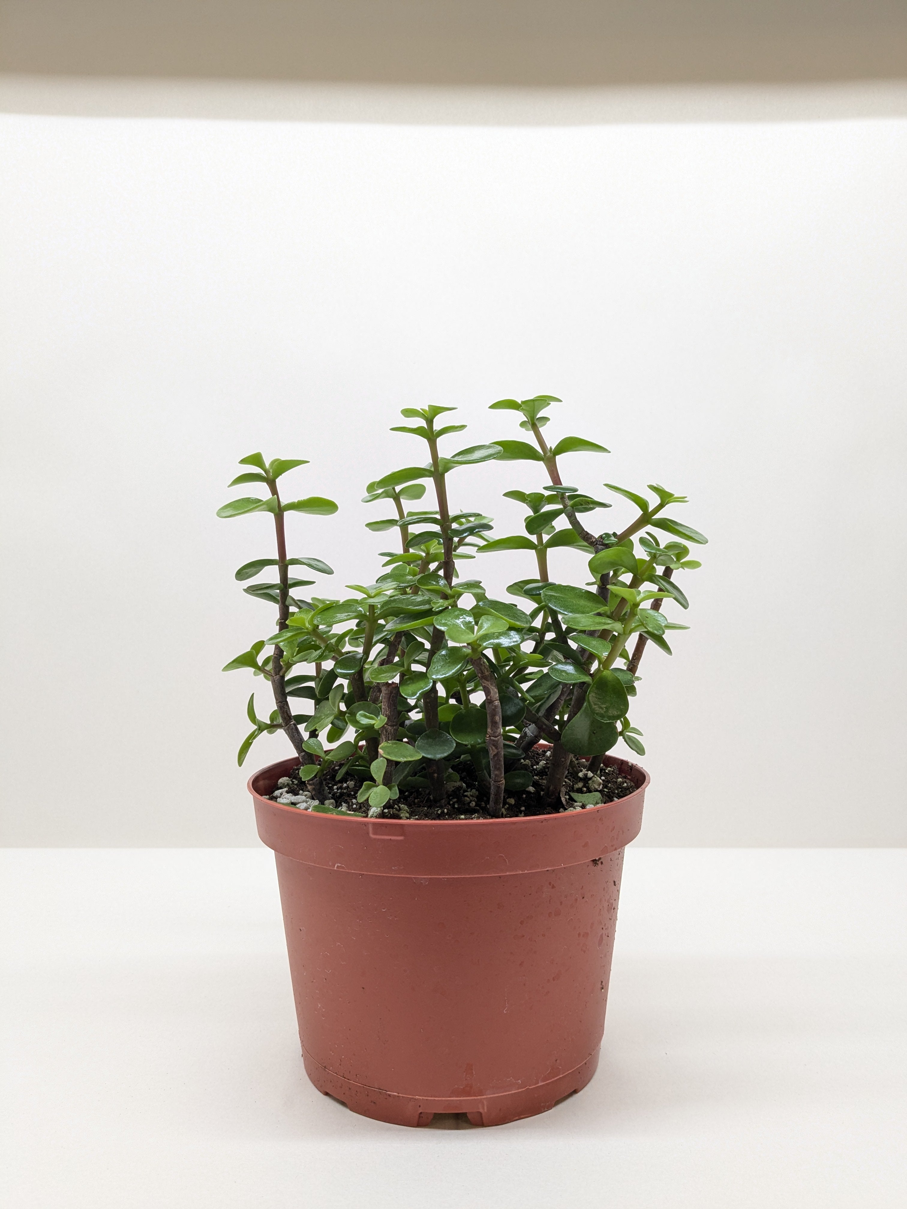 Succulent 'Elephant Bush' - photo 4