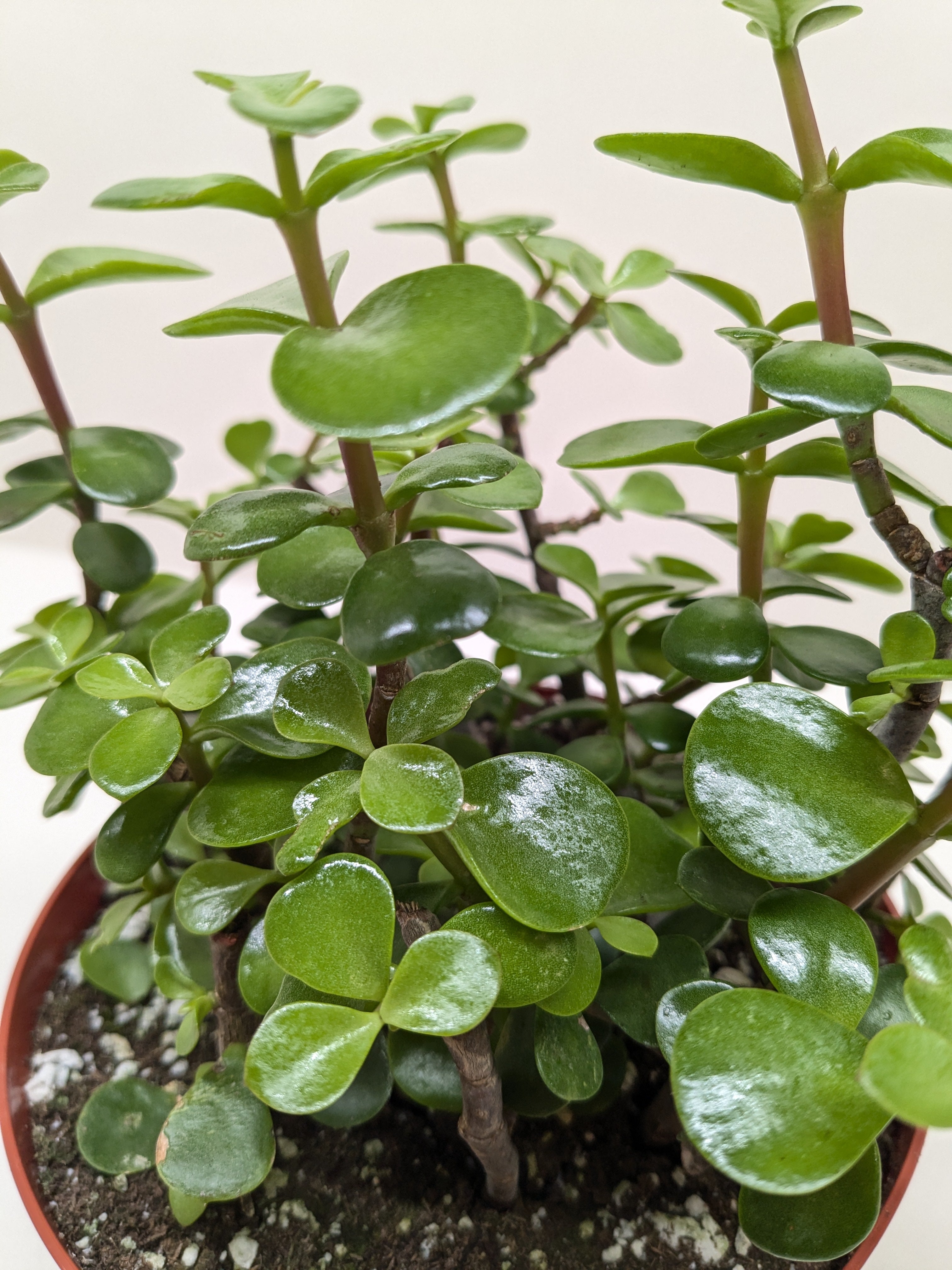 Succulent 'Elephant Bush' - photo 5