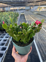 Zygocactus 'Christmas Cactus' - photo 4