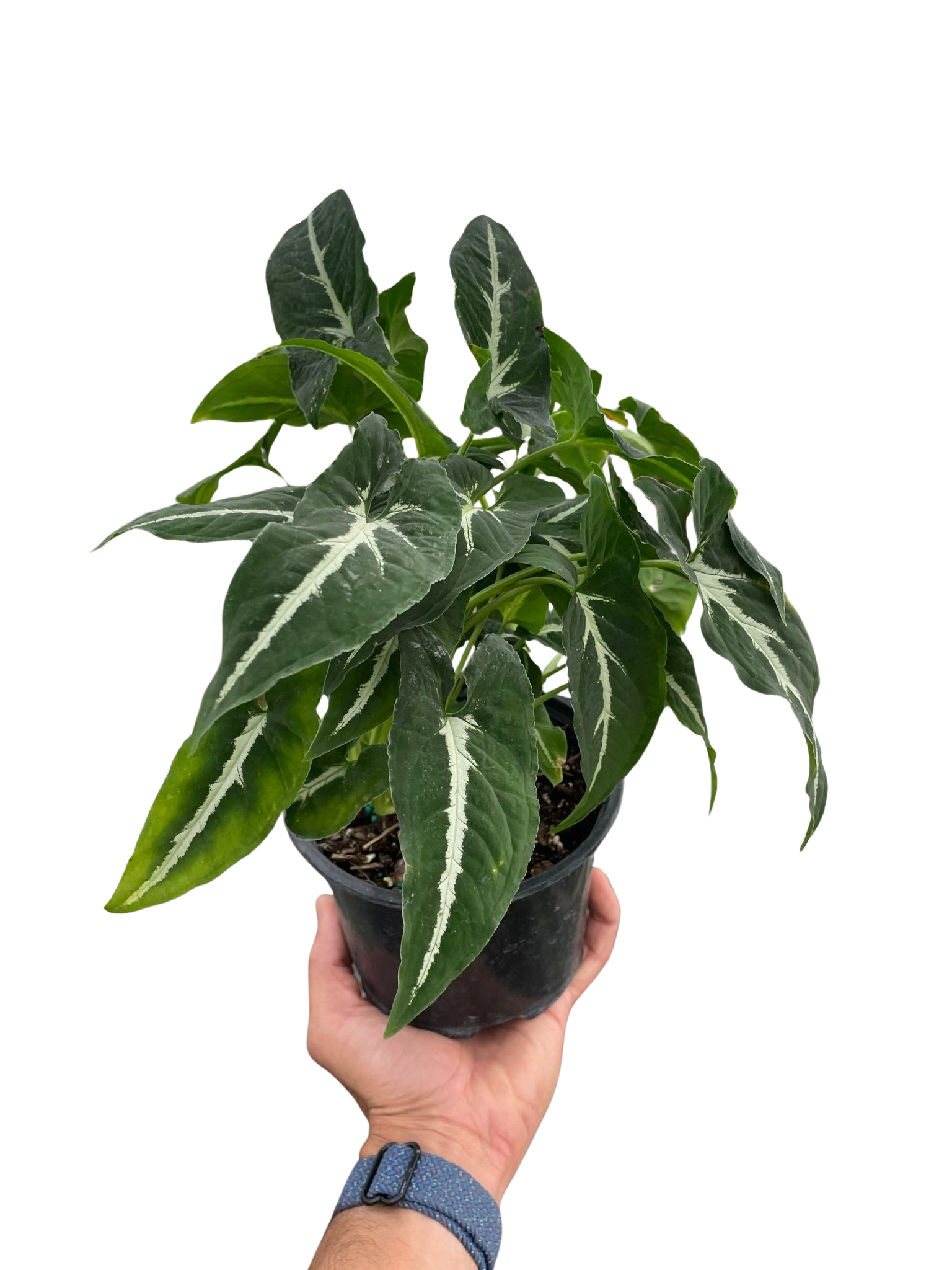 Syngonium wendlanii 'Black Velvet' - photo 4