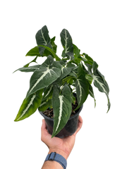 Syngonium wendlanii 'Black Velvet' - photo 4