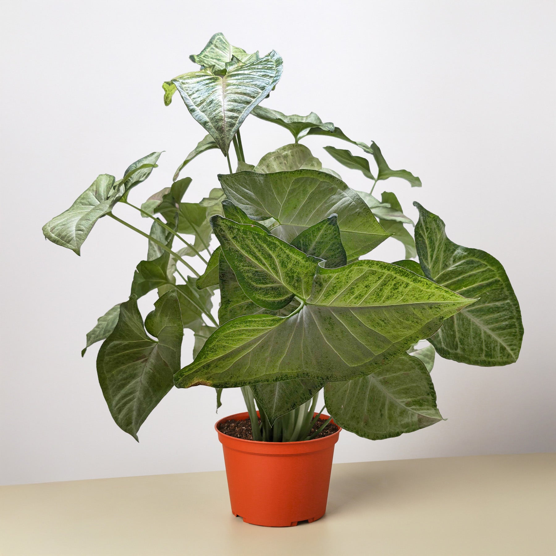 Syngonium 'Confetti' - photo 4