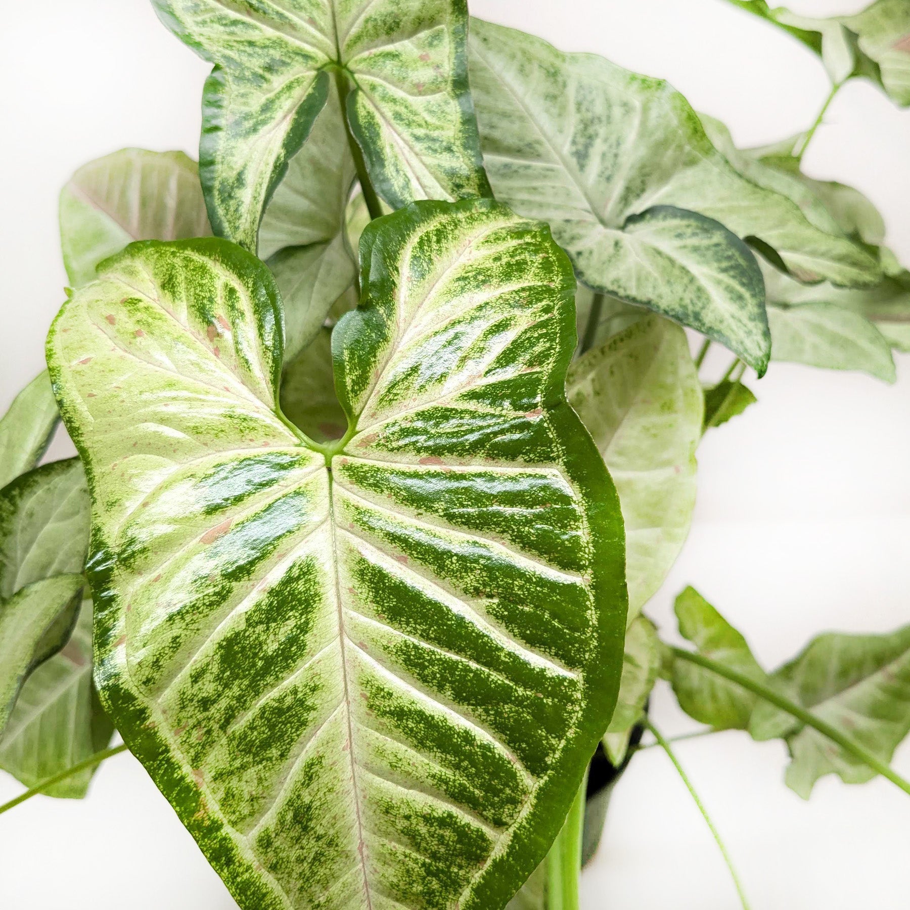 Syngonium 'Confetti' - photo 5