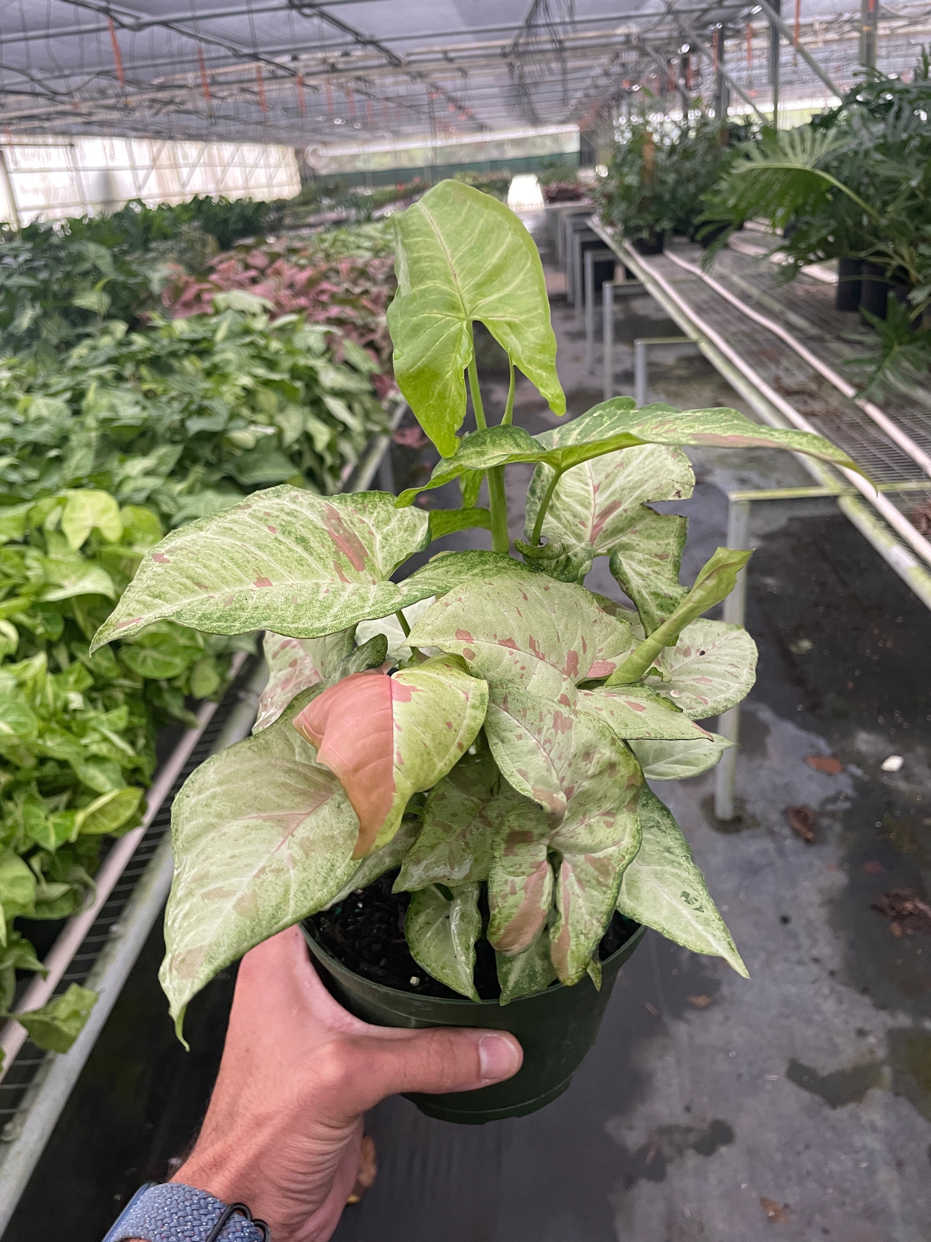 Syngonium 'Confetti' - photo 6