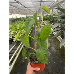 Syngonium 'Ice Frost' - photo 2