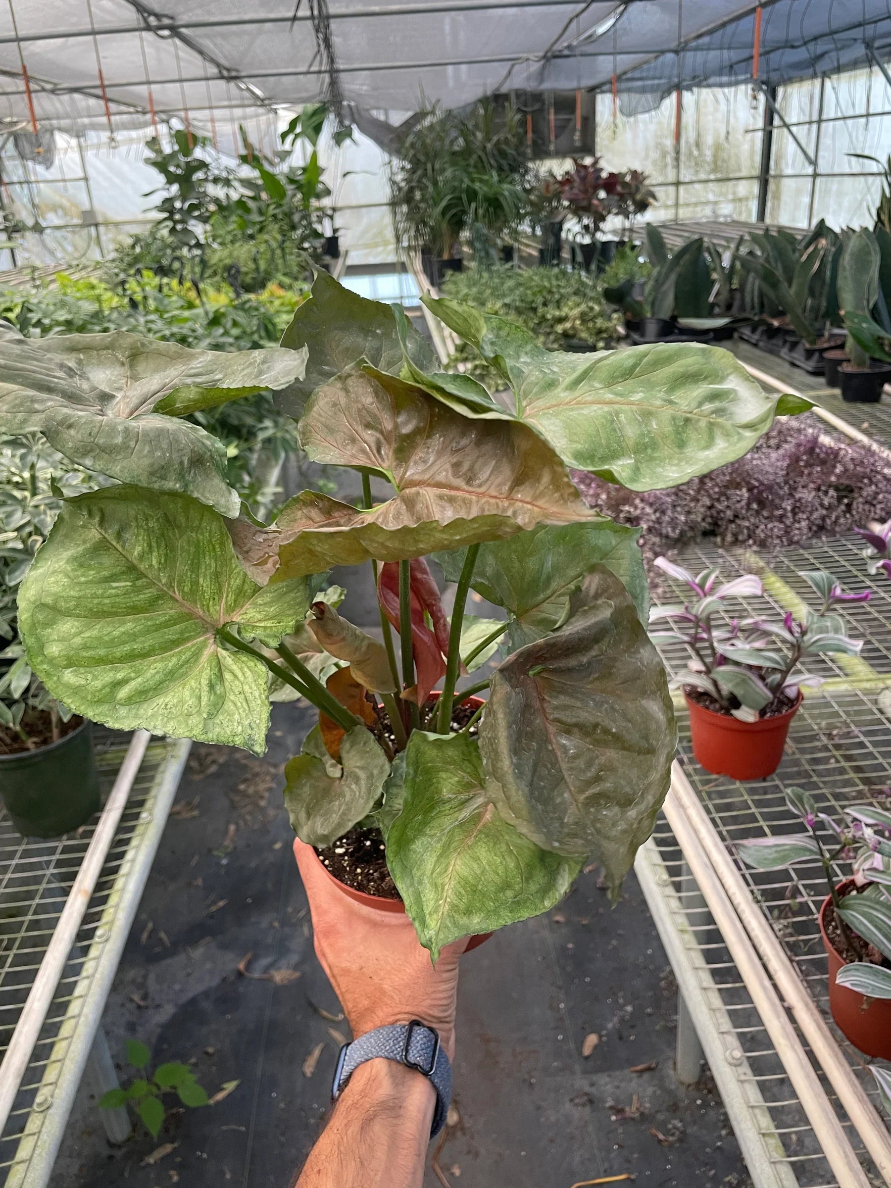 Syngonium Merry - photo 5