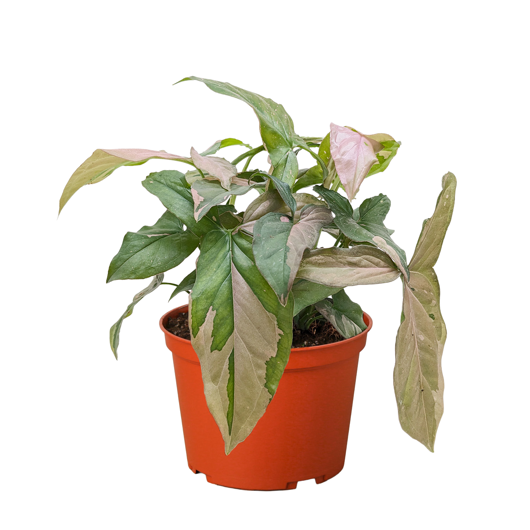Syngonium 'Pink Splash' - photo 5