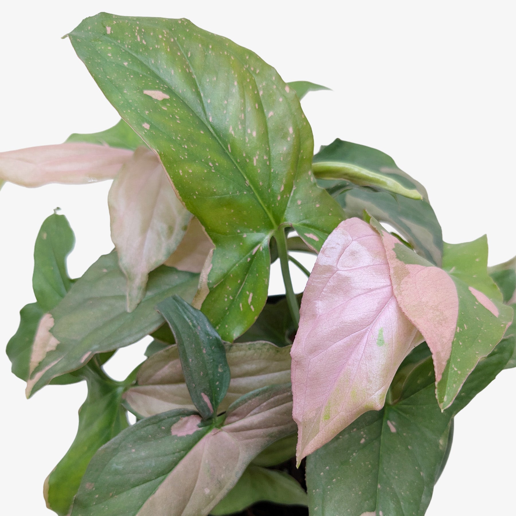 Syngonium 'Pink Splash' - photo 6