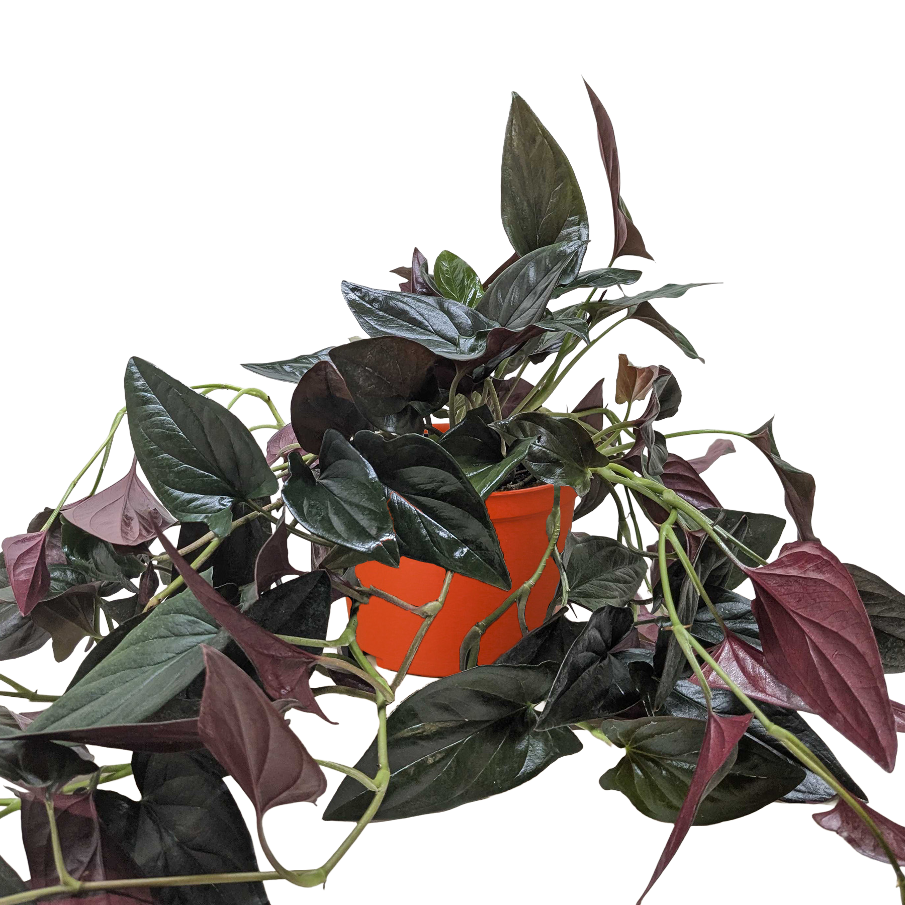 Syngonium 'Red Arrow' - photo 2