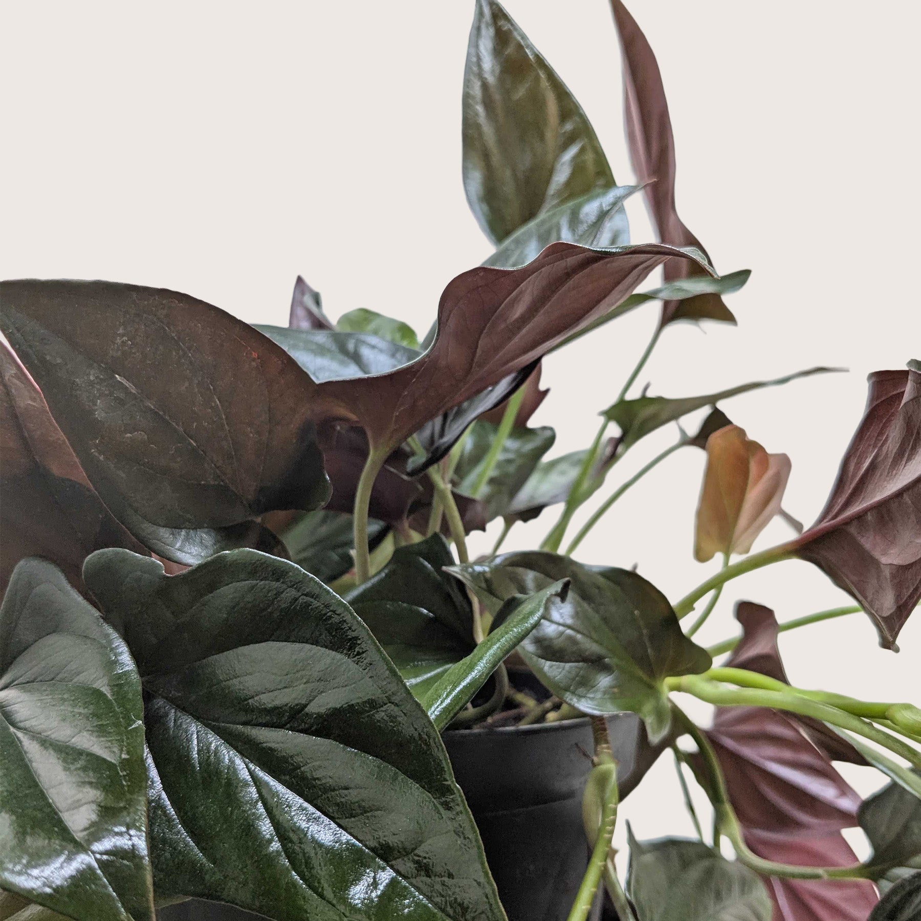 Syngonium 'Red Arrow' - photo 3