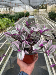 Tradescantia 'Nanouk' - photo 4