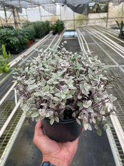 Tradescantia Callisia 'Pink Panther' - photo 4