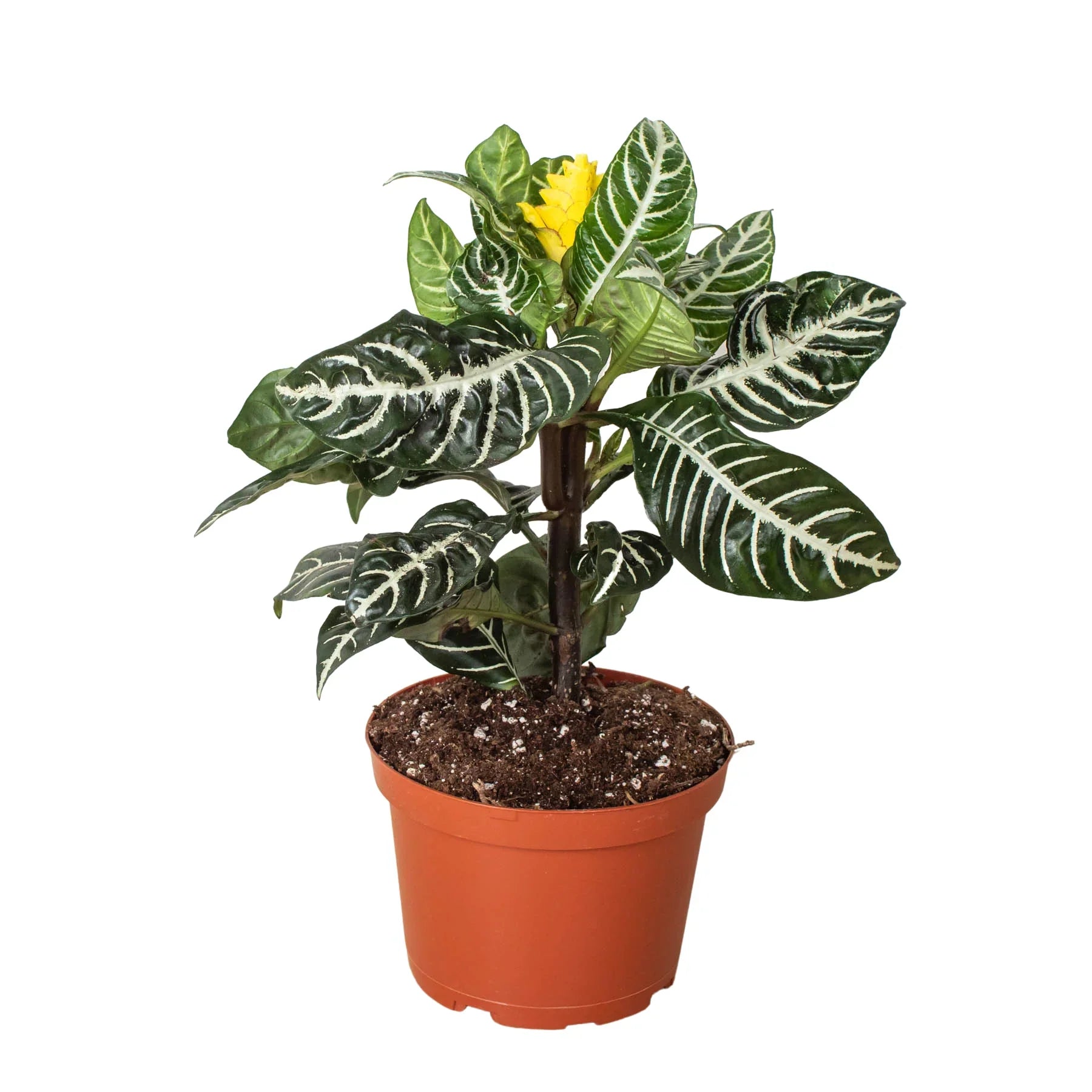Zebra 'Aphelandra' - photo 3
