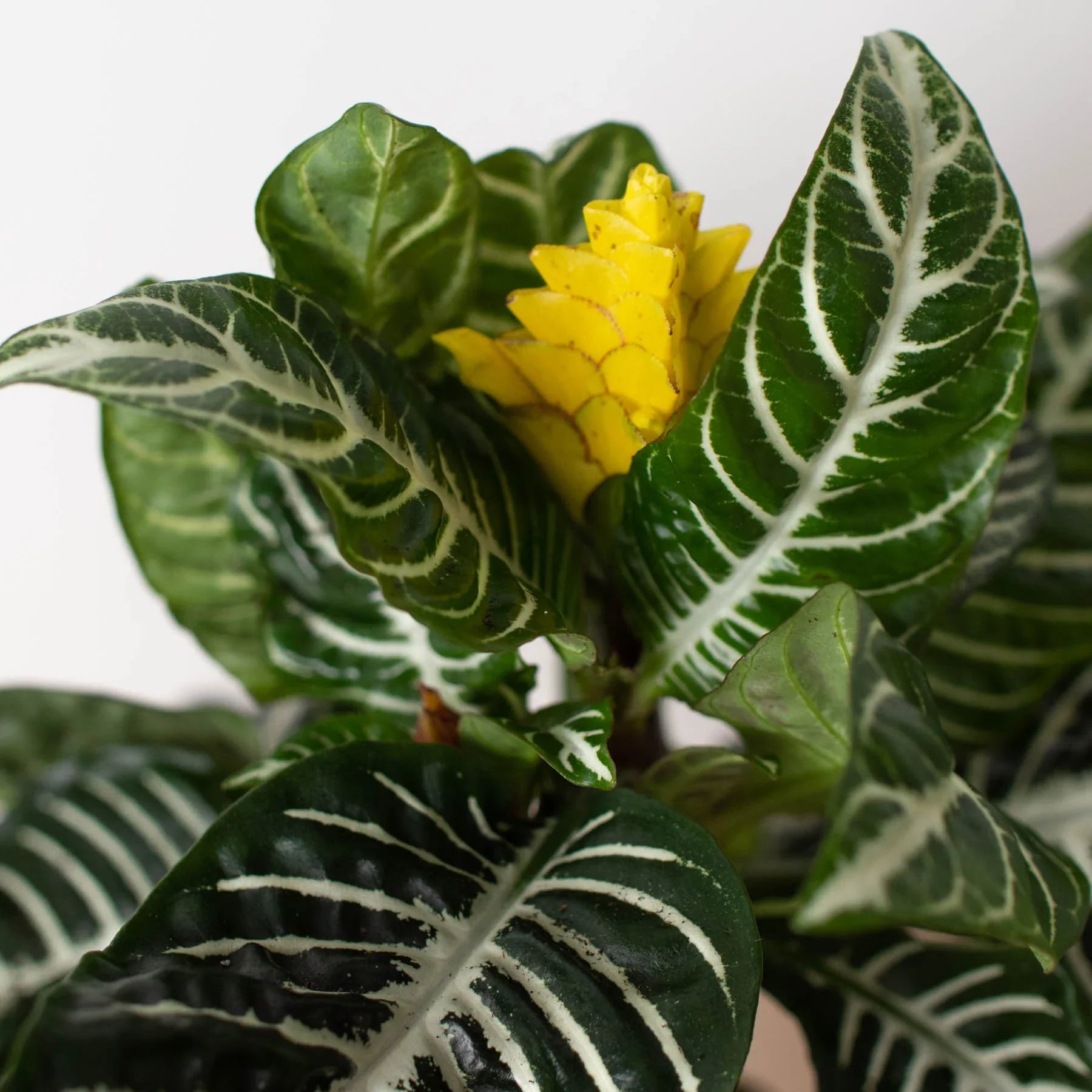 Zebra 'Aphelandra' - photo 4