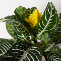 Zebra 'Aphelandra' - photo 4