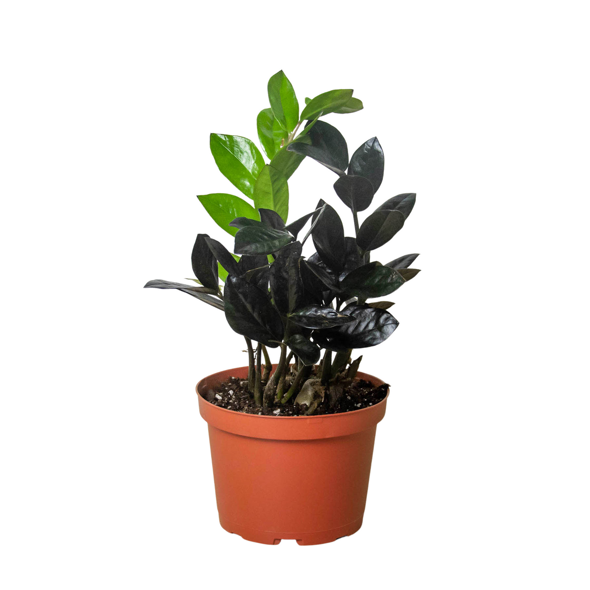 ZZ Zamioculcas 'Black Queen' live houseplant