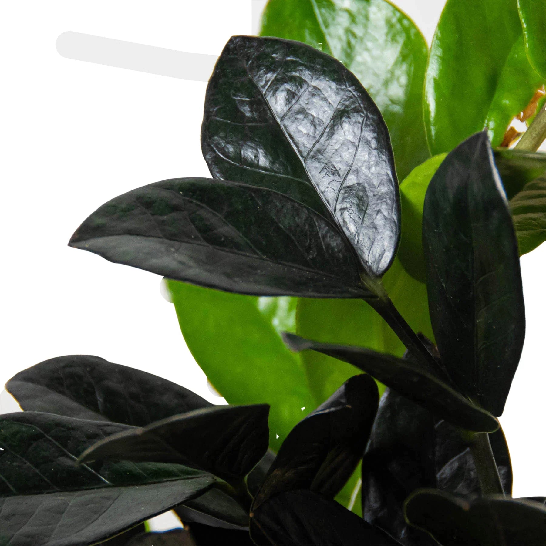 ZZ Zamioculcas 'Black Queen' - photo 2